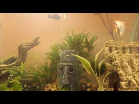 My Tropical fish tank tour! (older 2016 tour)