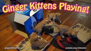 Cute Ginger Kittens Running, Jumping & Playing