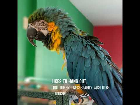 Bertie, an adoptable Macaw in Alexander, NC_image-1