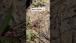 Fastest Spider you’ve ever Seen!