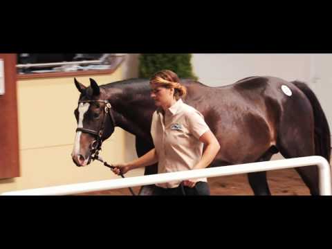 BBAG Jaehrlings Auktion 2016