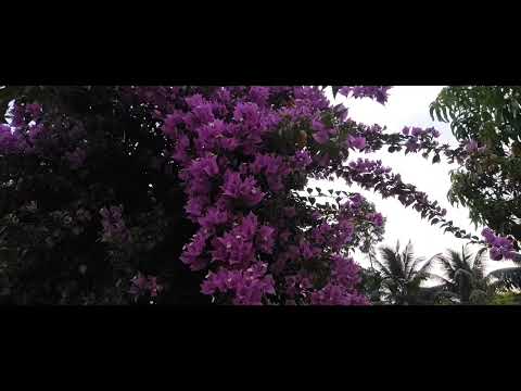 bougainvillea in haritha nursery @DivineBougainvilla #kerala #flowers #beautiful #malayaliyoutuber