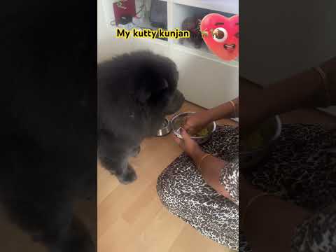 My kutty kunjan my lovely pet 🐕‍🦺#tamil #pets #petlover #dog #doglover #chowchowdog #motherlove