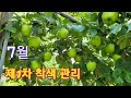 사과재배 7월 이것을 시비하라