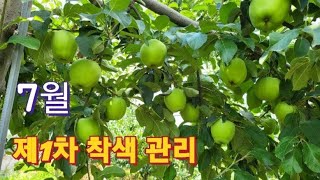 [사과재배] 7월 이것을 시비하라