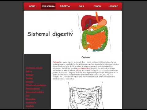 Atestat Informatica - Sistemul Digestiv