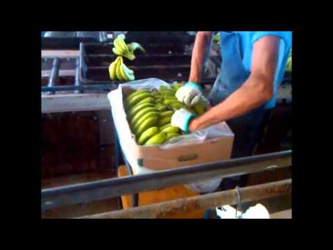 Packing banana in Fresh 'n' Smart® full crate liner