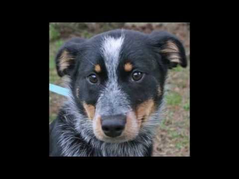 Gimme Shelter Pet Adoption- Guaranteed