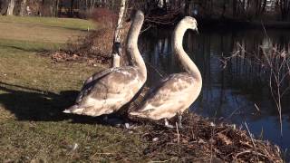 preview picture of video 'Swan sib safeguarding their abused and injured young swan (dramatic)'