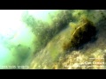 Фильм 2014 года - Подводные обитатели озер и рек города Тюмень, снято на ...