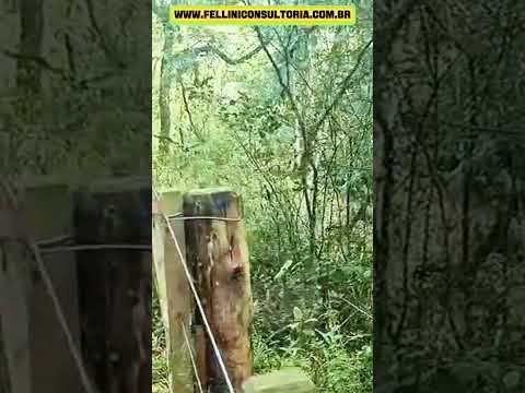 20 HECTARES VENDO POR UM VALOR BEM ACESSÍVEL ENTRE ENCRUZILHADA DO SUL E DOM FELICIANO RS