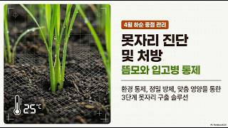 [농사정보] 벼_못자리 중후기 뜸모와 입고병 관리