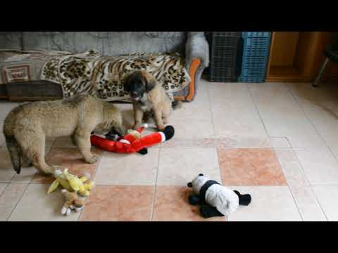 Leonberger puppy for sale