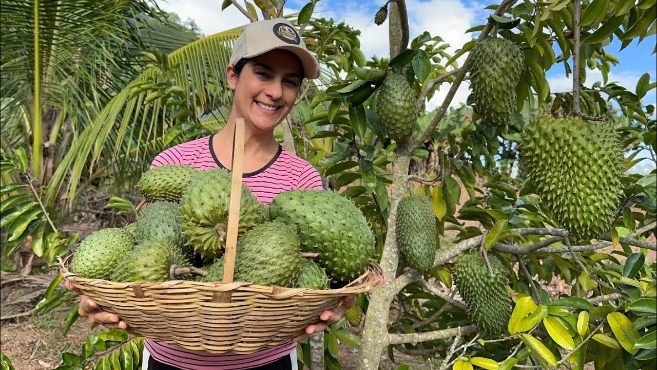 Plantação de graviola carregou de frutas, vamos colher juntos essa maravilha da roça
