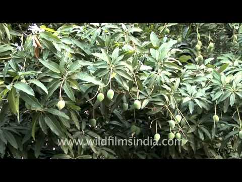 The king of fruit - Mango