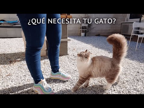 ¡Haz feliz a tu gato con la nueva app de Akila! 🐈