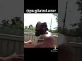 Kimbo Slice Street Fighting Knockouts ️ Short Shorts Viral