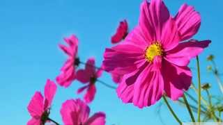 Chris Coco - "Summer Sun" (Kumar ELLAWALA)