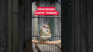 Download lagu KAPAS TEMBAK GACOR ngebren emosi merangsang bunyi mp3