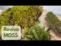 How to Revive Dried Moss (Regrow Moss)