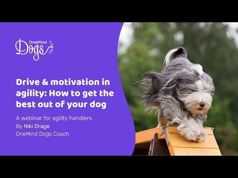 FREE Webinar: Drive & motivation in agility: How to get the best out of your dog