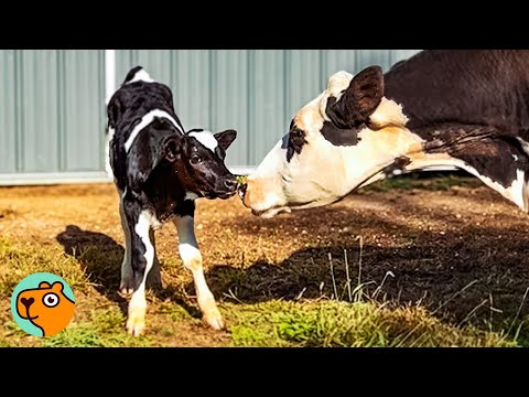 Calf Lost Interest In Life, Until  Mama Cow Kissed Him | Cuddle Buddies