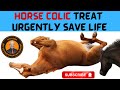 Unveil The Tricks And Tips To Treat Horse Colic And Save Life