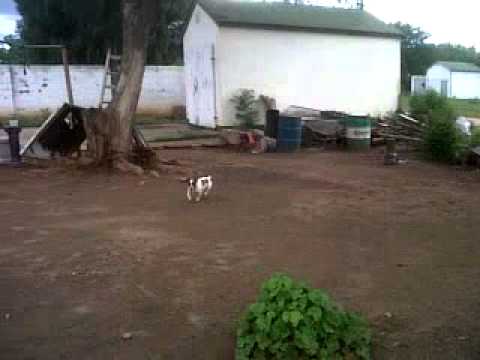 Buddy the dog feels like being a bunny!!