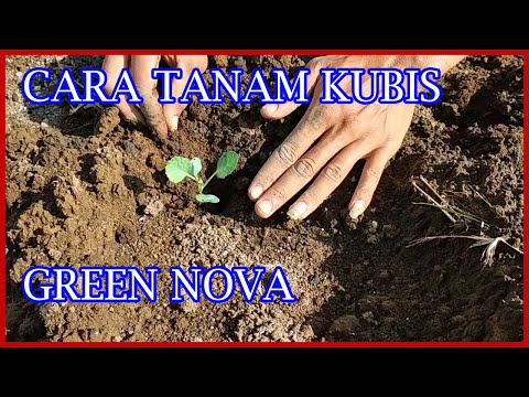 , title : 'Budidaya Kubis Green Nova Persiapan Lahan Sampai Tanam'