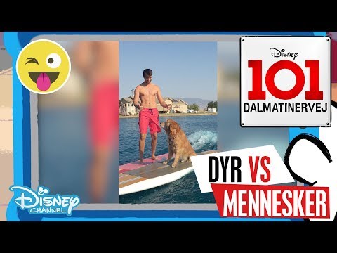 Dalmatinervej 101 | Dyr vs Mennesker: Vand 💧- Disney Channel Danmark