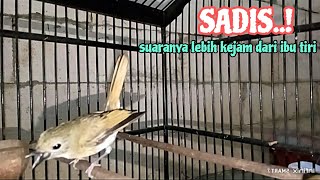 Download lagu AMPUN.!! SUARANYA BIKIN SRDC LAIN NERATAK LANGSUNG BUNYI, SRDC GACOR ,SRDC BALI,SIKATAN RIMBA DADA mp3