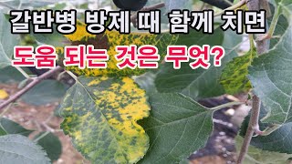 갈반병 방제 때 함께 치면 도움되는 것은 무엇이 있는가? (사과 병충해, 갈반병, 갈색무늬병, 갈반병 방제,…