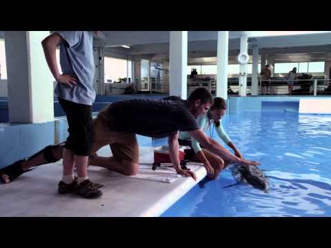 Dolphin Tale 2 (Clip 'Her Blood Work Is All Fine')