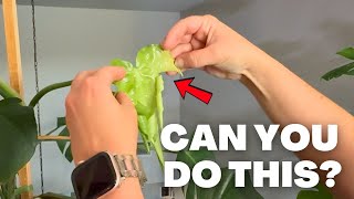 Plant Care & Chores | Repotting Hoya Carnosa + Monstera Yellow Marilyn
