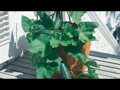 image-Can you put 2 cucumber plants in one pot?
