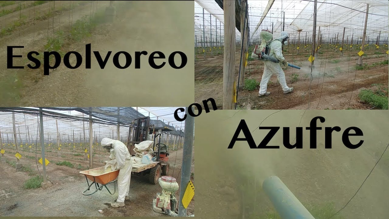 Watch Espolvoreo con Azufre a la plantación de tomate Now Espolvoreo con Azufre a la plantación de tomate