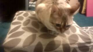 Death Grips - Giving Bad People Good Ideas