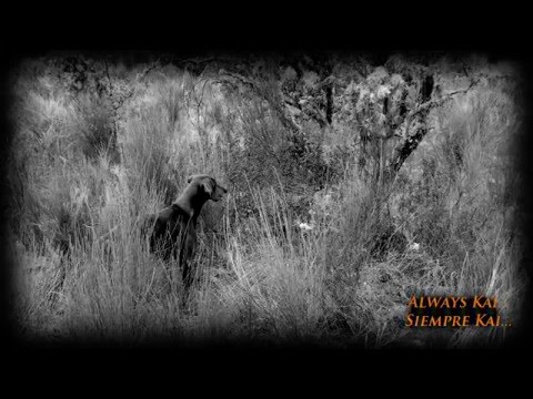 CAZA de BECADA #1| WOODCOCK HUNTING | BECASSE BECCACCIA | HD | 2016