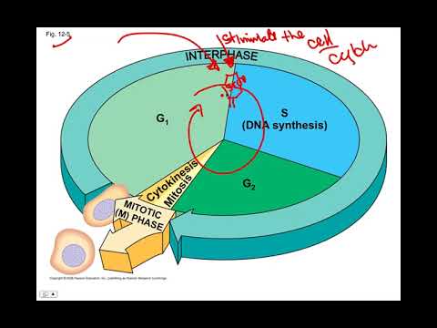 PDGF and PDGF Receptor, BIO105 Introductory Biology, David Champlin, USM