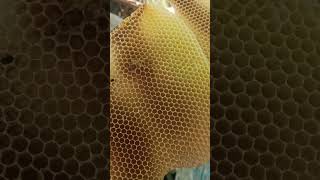 Download lagu honey #music #love #arabic #топ #cover #lyrics #nature #beehive #songlyrics #beeside mp3 Download lagu honey #music #love #arabic #топ #cover #lyrics #nature #beehive #songlyrics #beeside mp3