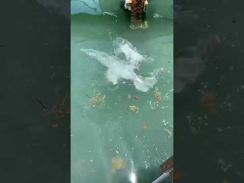 INSANE Dock Feeding!Watch This Goliath Grouper Devour Chunks of Fish#shorts #fishing #goliathgrouper