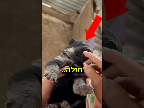 הכלב החלים בסוף..