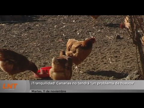 ¡Tranquilidad! Canarias no tendrá "un problema de huevos"