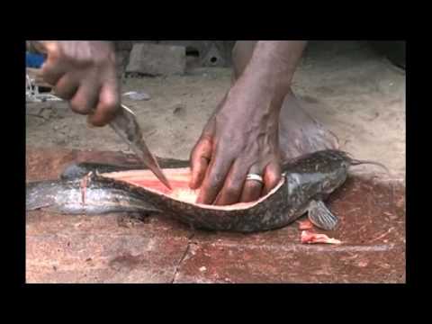 Zambezi River brings floods and fish - NBC