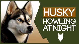 SIBERIAN HUSKY TRAINING! Stop Your Husky Howling At Night!