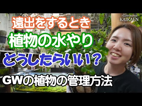 2022 年の休暇に行く前に植物をどうするか