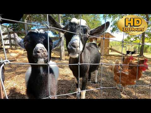 👀Entertain your Cat & Dog = 10 HOURS of Baby Goats & Chickens | Dog TV 🐶 | Cat TV 😻| Pet Enrichment