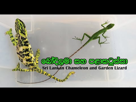 Sri Lankan Chameleon and Garden Lizard