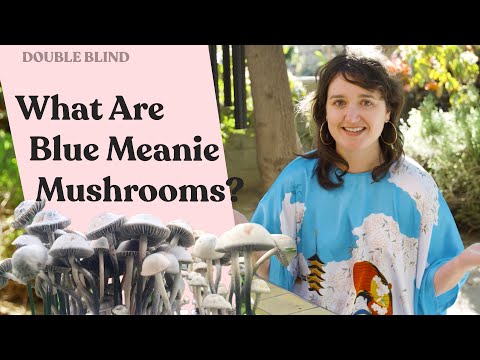 Blue Meanie Mushrooms 🍄 DoubleBlind