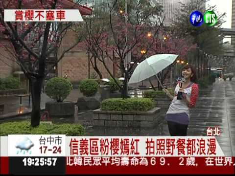 市區粉紅櫻花雨 賞櫻不必擠上山